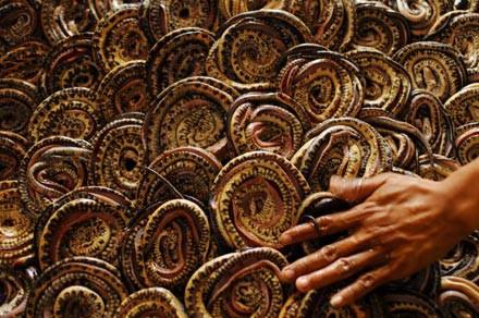 Moda u�runa can veren hayvanlar