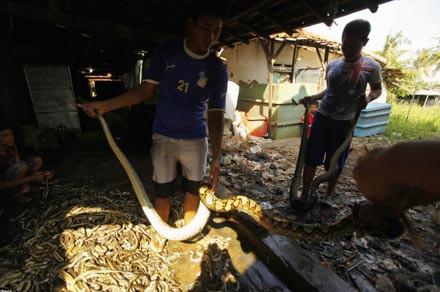 Y�lan etinin, deri hastal�klar�na ve ast�ma iyi geldi�ine inan�l�yor.