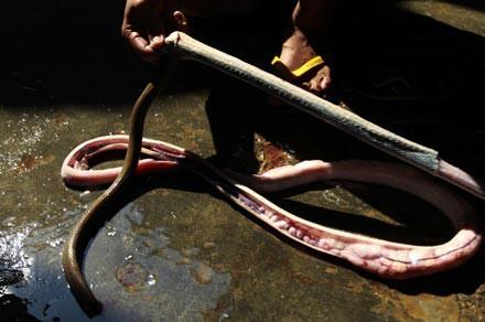 Moda u�runa can veren hayvanlar