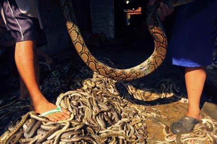 Y�lan etinin, deri hastal�klar�na ve ast�ma iyi geldi�ine inan�l�yor.