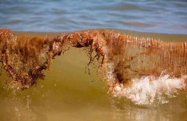 <p>2010 Queensland Selleri Avustralya </p>  35 kii ld. Sel o kadar ard ki, tm kaynaklar ncil`deki kyamete gndermede bulundu.