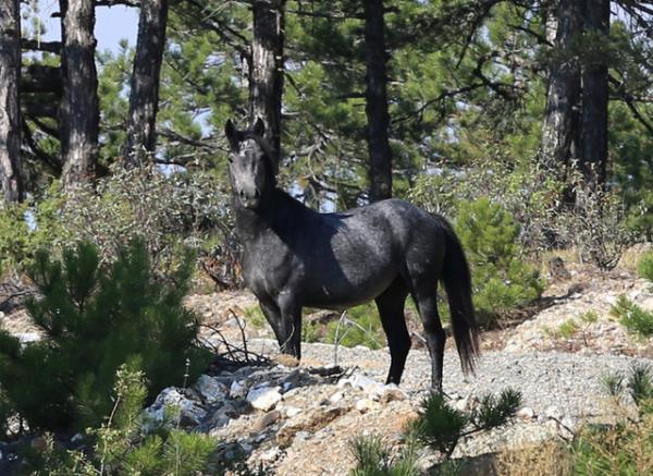 Ktahya'nn Tavanl ile Domani ilelerindeki Yaylack Da'nda, halk arasnda varlndan her zaman sz edilip efsaneletirilen "Osmanl atlar" ilk kez grntlendi.