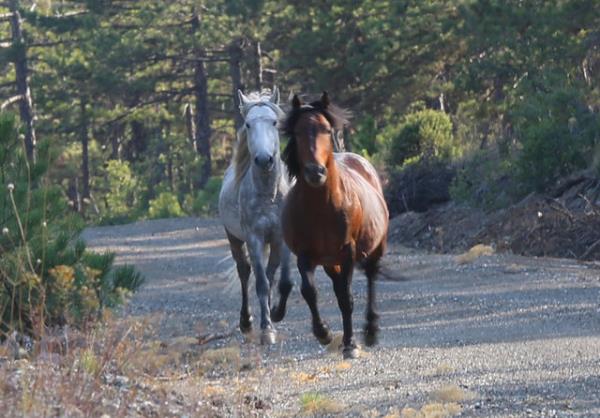 Uzmanlar, bir bozkr hayvan olarak bilinen atlarn, ormanda yaam mcadelesinden galip kmalarn, bu atlarn ok gl bir soydan gelmesiyle ilikilendiriyor.