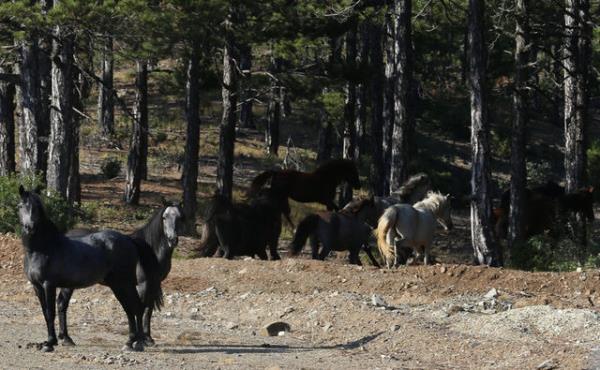 Anadolu niversitesi (A) Edebiyat Fakltesi Tarih Blm emekli retim yesi Prof. Dr. Halime Doru, Eskiehir evresinin, muhtelif cins atlar iin bir "yetitirme merkezi" olduunu syledi.