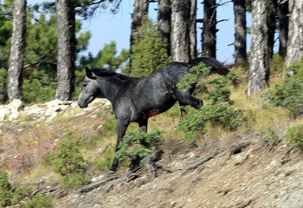 AA ekibince grntlenen at srlerinin, Osmanl'nn sn dnemlerinde blgede kurulan tmarl sipahilere ve saraya at yetitiren, iftliklerden braklan atlardan redii tahmin ediliyor.