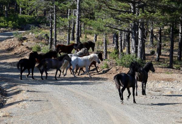 stanbul niversitesi Orman Fakltesi Avclk ve Yaban Hayat Blm retim grevlisi Dr. Vedat Bekarde de atn bir bozkr hayvan olduunu ve ormanda bu hayvanlarn yaamasnn kendisine olduka ilgin geldiini dile getirdi.