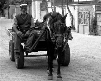 AT ARABALARI:    Bilhassa benzin k�tl���n�n ya�and��� 1970’lerde at arabalar�, zerzevat sat�c�s�ndan y�k ta��yan�na kadar hemen her meslek grubunun g�zdesi olan ula��m ara�lar�ndand�. Bunlar�n tahtadan d�rt adet tekerle�i vard� ve bu tekerlekler �zellikle paket ta�l� yollarda �ok fazla ses ��kar�rd�. Arabalar genelde tek, bazen de iki at taraf�ndan �ekilir ve t�m atlar�n ba��na siyah deriden at g�zl��� ile arkalar�na da g�bre torbalar� ba�lan�rd�. Arabay� s�renin oturmas� i�in, arac�n �n�nde biraz y�kseltilerek deri minderle kaplanm�� ve yetmeyerek, �zerine �e�itli kilim par�alar� �rt�lm�� bir s�r�c� mahalli vard�. Atlar�n arkalar�na ne kadar torba ba�lan�rsa ba�lans�n, yine de hat�r� say�l�r bir �l��de g�breler asfalta d�k�lerek g�n boyu kaybolmayan naho� kokulara sebep olurdu.