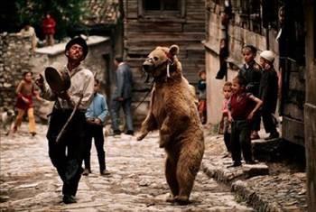 AYI OYNATICILAR:    �ingenelerin tekelindeki bu meslek grubunda ekip, elinde tef ve uzunca bir sopa olan kavruk bir �ingene ile, beline sard��� zincirin ucu, burnuna ge�irilen halkaya tak�lm�� bir ay�dan olu�maktayd�. Daha �ok turistik yerler ve sokak aralar�nda boy g�steren bu ikili ekibin g�sterisi, tefi dokuz-sekizlik aksak bir ritmle �alarak �ark� s�yleyen �ingenenin, arada bir elindeki sopayla ay�y� d�rtmesinden sonra hayvan�n tempoya uygun hareketlerle z�plamas�, sopaya tutunarak iki aya��n�n �zerinde dikilmesi ve bazen de yere yatarak bay�lma numaras� yapmas�ndan olu�an ilgin� bir �ovdan ibaretti. En �ok tutulan g�steri ise; “Kocao�lan, hamamda kar�lar nas�l bay�l�r?” sorusunun ard�ndan ay�n�n bay�lma numaras� yapmas�yd�. G�steri bitince �ingene kasketini ��kararak, etraflar�nda halka olan seyircilerden bah�i� toplard�. 1980’lerde ay� oynatmak kesinlikle yasakland�.