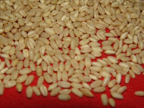 Yarm kg. aurelik buday ( aure ve kekek iin)