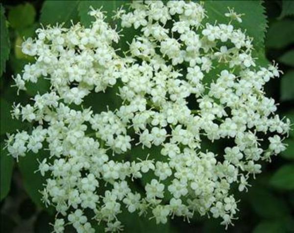 Kullanlan defne tr Laurus nobilis olarak bilinen Akdeniz defnesidir. Zehirli defne trleri olduu iin hangi trnn kullanldndan emin olmak gerekir. Yaban defnesi, Arabistan defnesi gibi trleri zehirlidir.