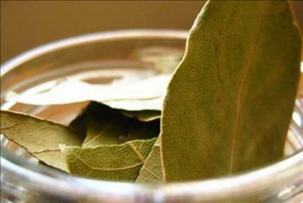 Defne, her zaman yeil bir aatr. Yazn ve kn yapran dkmez. Aromatik bir bitki olan defnenin kokusu hotur.