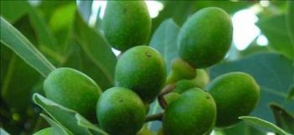 Dnya defne yapra ihtiyacnn yzde 80 ni Trkiye karlamaktadr. Akdeniz Blgesi`nde en ok Hatayda yetitirilen defnenin yapraklar Avrupaya ihra edilmekte ve Avrupa lkelerinde ila ve kozmetik sanayinde kullanlmaktadr.