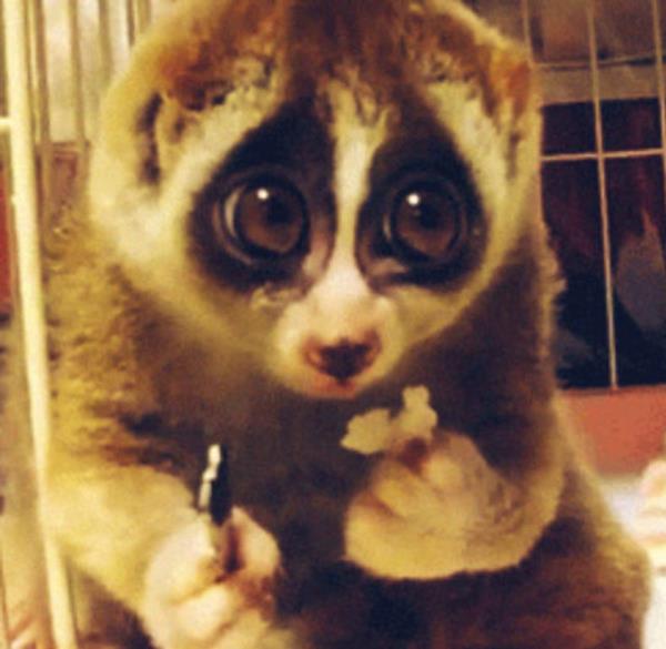 Pidesi kalsn etlerini bitir