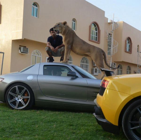 Birleik Arap Emirlikleri, Katar, Suudi Arabistan gibi Arap lkelerinde yaayan zenginlerin yeni modas, vahi hayvanlar.