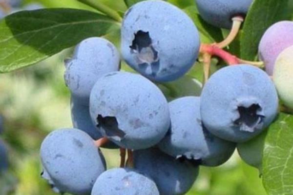 <b>YABAN MERS�N�:</b>  Son d�nemlerin pop�ler yiyece�i yaban mersini hem d���k kalorili hem de sa�l�kl�d�r. �antan�zda ta��yabilece�iniz yaban mersini yemek krizleri i�in ideal bir at��t�rmal�kt�r.