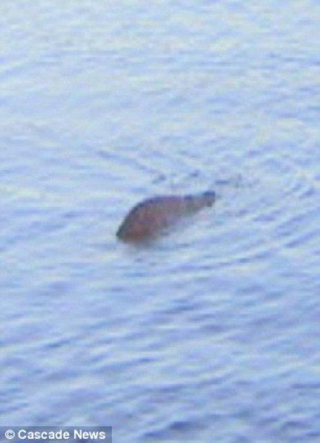 Fotoraf eken 61 yandaki George Edwards, objektifine yansyan "canavar kamburunun" National Geographic belgeselinde kullanlan karbon fiber madde olduunu syledi.