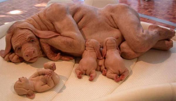 2154-Hayvanlar yar-insanlaacak...