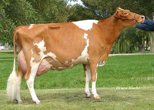 skoya'da inek sahiplerinin sarho olmas yasaktr.