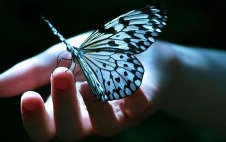 California'da kelebekleri rahatsz etmek yasaktr.