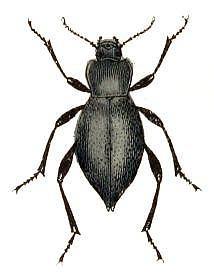 Arkansas'ta bcekleri ldrmek yasaktr.