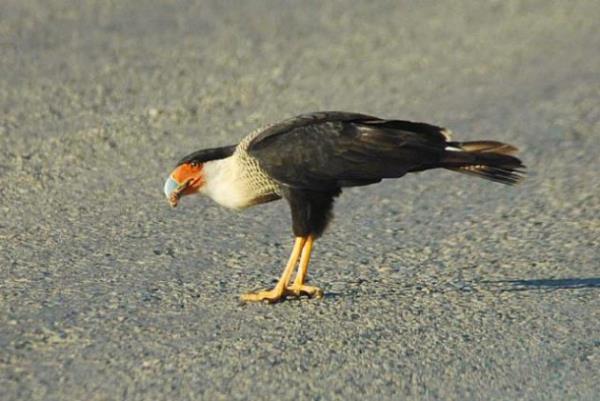 Utah'ta kularn otobanlarda yol ncelii vardr.