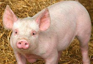 Fransa'da domuzlara "Napolyon" isminin verilmesi yasaktr.