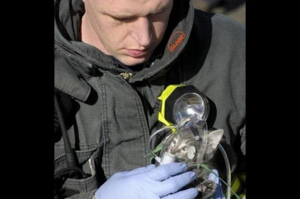 Yangndan kurtarlan kedicik