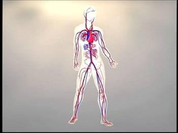nsan vcudunda bulunan damarlarn uzunluu yaklak 100 bin kilometredir.