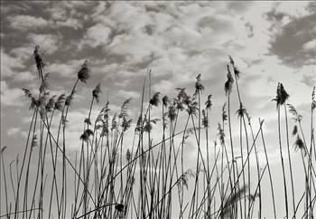 Tek bir avdar tohumu, 640 kilometre uzunluunda kk verebilir.