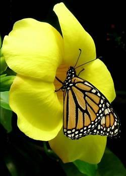 Kelebekler arka ayaklar ile koku alr ve duyargalar dokunma ile aktif hale gelir.