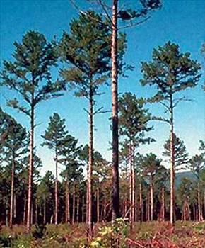 Finlandiya'da yetien am aalarnn kk 50 km.den fazladr.