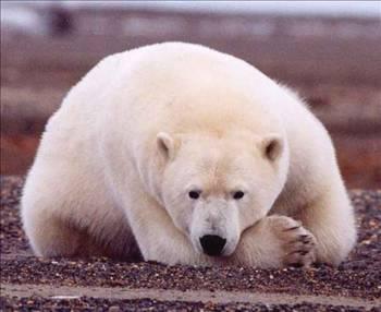 effaf tyleri olan kutup aylarnn kzl tesi kameralarla fark edilmesi ok zordur.