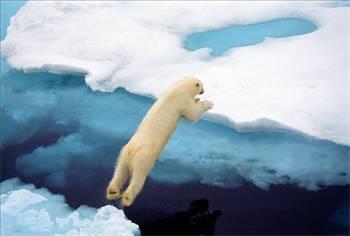 Kutup aylar saatte 40 kilometre hzla koabilir ve 1,8 metre yksee srayabilirler.