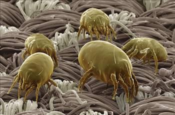 nsan vcudunun 3 santimlik bir ksmnda bile en az 20 milyon mikroskobik canl yaar.