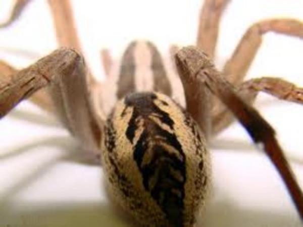 Bazı örümcek ısırıkları enfeksiyon kapabilecek kadar büyük yaralara sebep olabilir