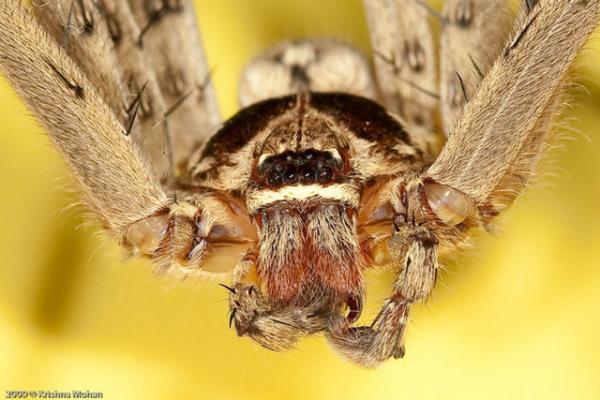 Örümcek zehirlenmesi, bir örümceğin birini ısırdığında yaraya venomunu enjekte etmesiyle ortaya çıkar