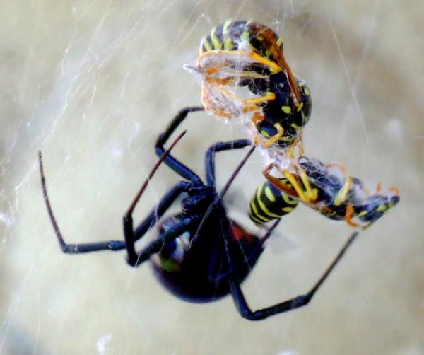 Pekçok başka durum örümcek ısırıkları ile karıştırılabiliyor