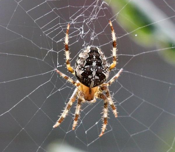 Sadece üç örümcek cinsinin zehirsiz olduğu bilinmektedir.