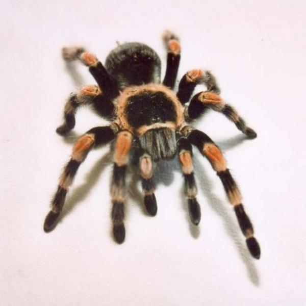 Örümcek uzmanları yanlış ısırık teşhislerinin oldukça yaygın olduğunu belirtiyorlar