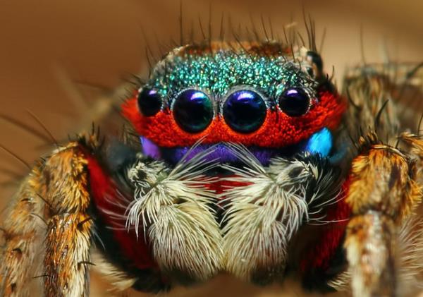 Sevindirici olan, çoğu örümceğin insan derisini delebilecek ağız yapılarına sahip olmamasıdır