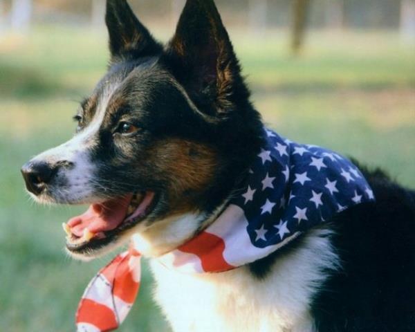 <p><b>En kpeksever lke: Amerika Birleik Devletleri</b></p>   Aratrma sonularna gre 2012 ylnda ABD'de 75,8 milyon kpek var. Bu sayyla ABD, kendisinden sonra gelen Brezilya'y ikiye katlyor.