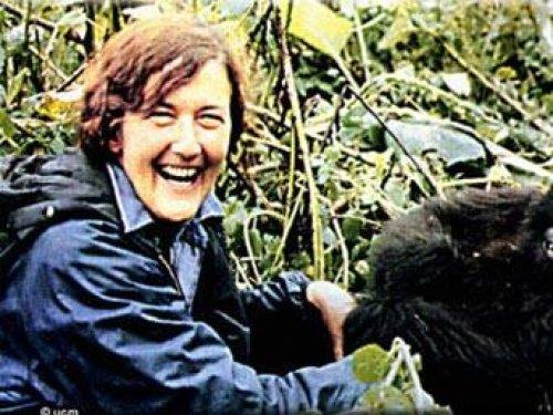 <p><b>Dian Fossey 1932-1988</b></p>   Hayatnn ounu Afrika'da vahi gorillerle yaayarak geiren zoolog ve evrebilimci... Fossey soyu tkenmekte olan birok hayvann korunmas almalarna nclk etti.
