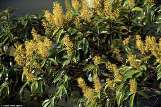 <p>Panama'da ye�illikler aras�nda gizlenmi� bir ku�.</p>