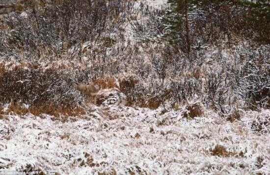 <p>G�ney Afrika Kalahari ��l�'de �ita yavrusu otlar�n aras�nda</p>