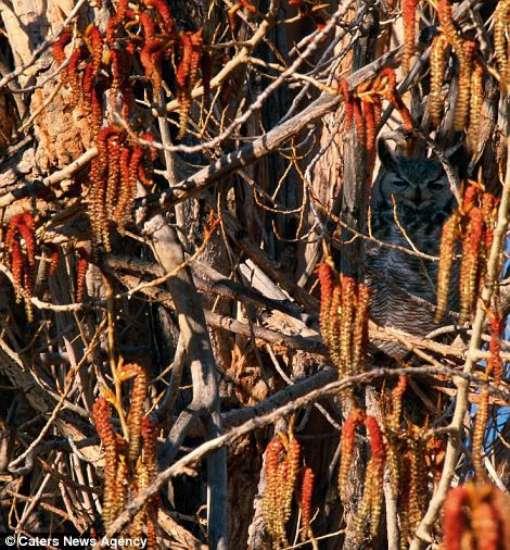 <p>Il�man ormanda gizlenen boynuzlu bayku�.</p>