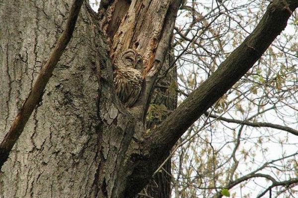 <p>Geceleri b�cek ve �r�mcek avlarken kamuflaja ihtiya� duymayan bayku�lar, g�n i�inde dinlenirken di�er ku�lar taraf�ndan sald�raya u�ramamak i�in a�ac�n g�vdesinin bir par�as� haline geliyor. Bayku�lar, kamuflaj konusunda bir usta.</p>