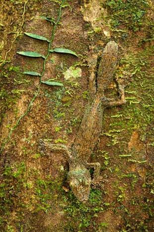 <p>Yosunlu bir a�a� g�vdesi �zerinde kamufle olan yaprak kuyruklu geko</p>