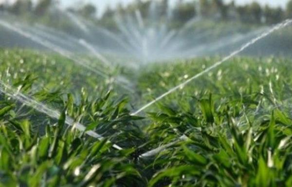 Bilimsel bitki yetitirme