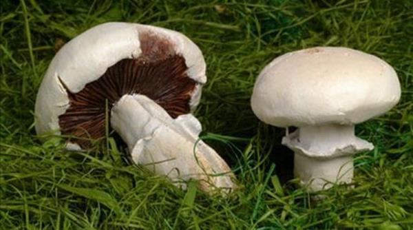 10. MANTAR: Bu bitkinin yabani olanlar, zehirlenmelere ve hatta halsinasyonlara neden oluyor.