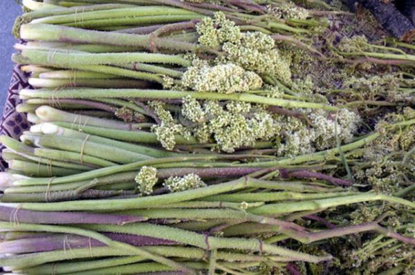 6. IGIN: Bu Asya kkenli bitkiden fazlaca tketildiinde bitkideki toksinler zehirlenmeye yol ayor.